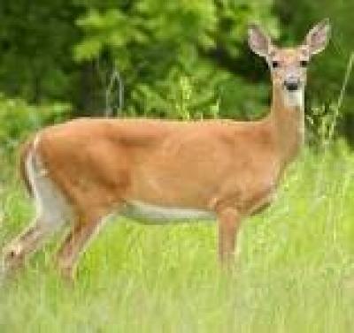 Deer