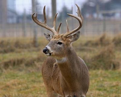 deer